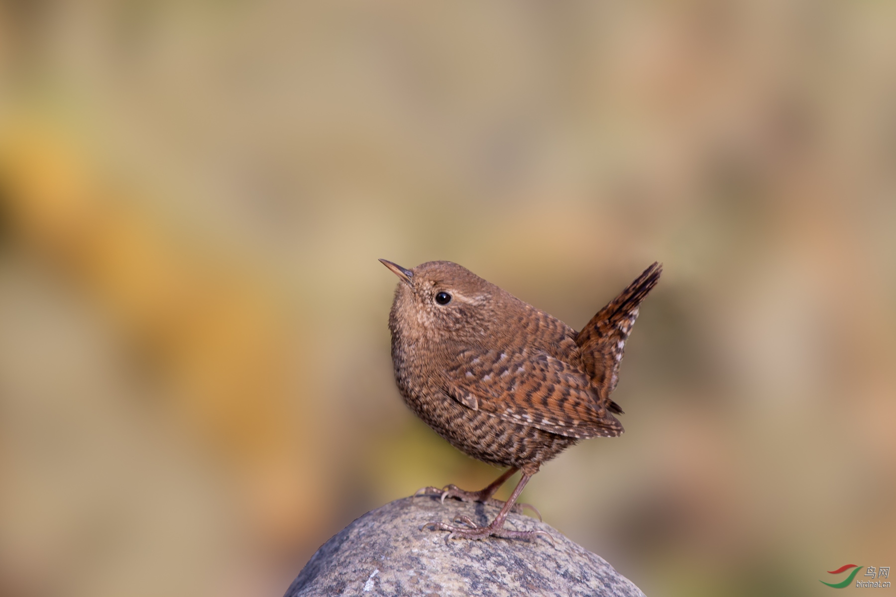 翘尾巴的～～小鹪鹩