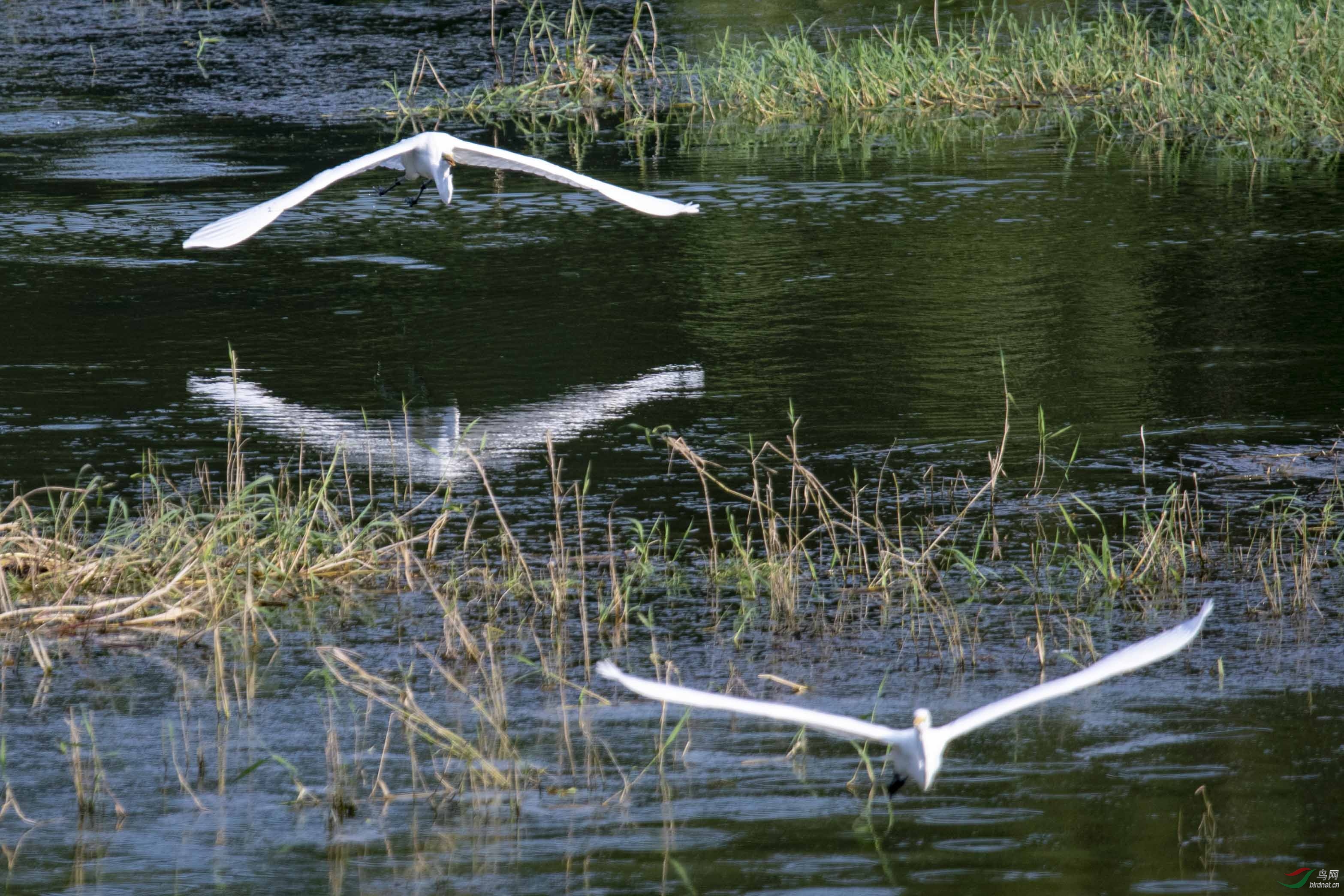D50_1082.jpg