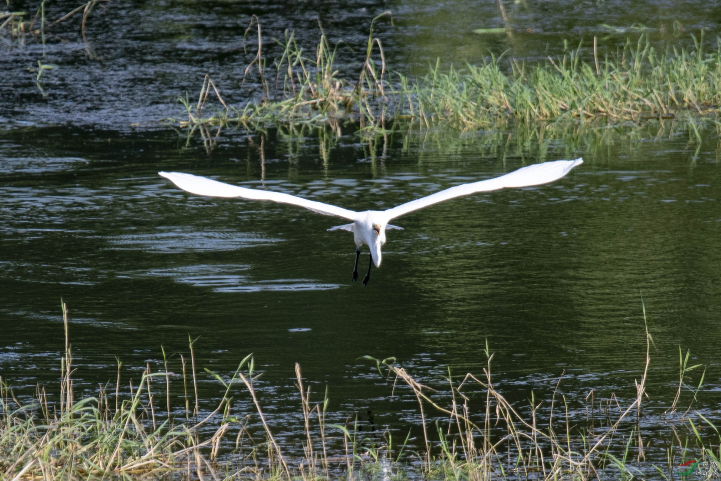 D50_1083.jpg