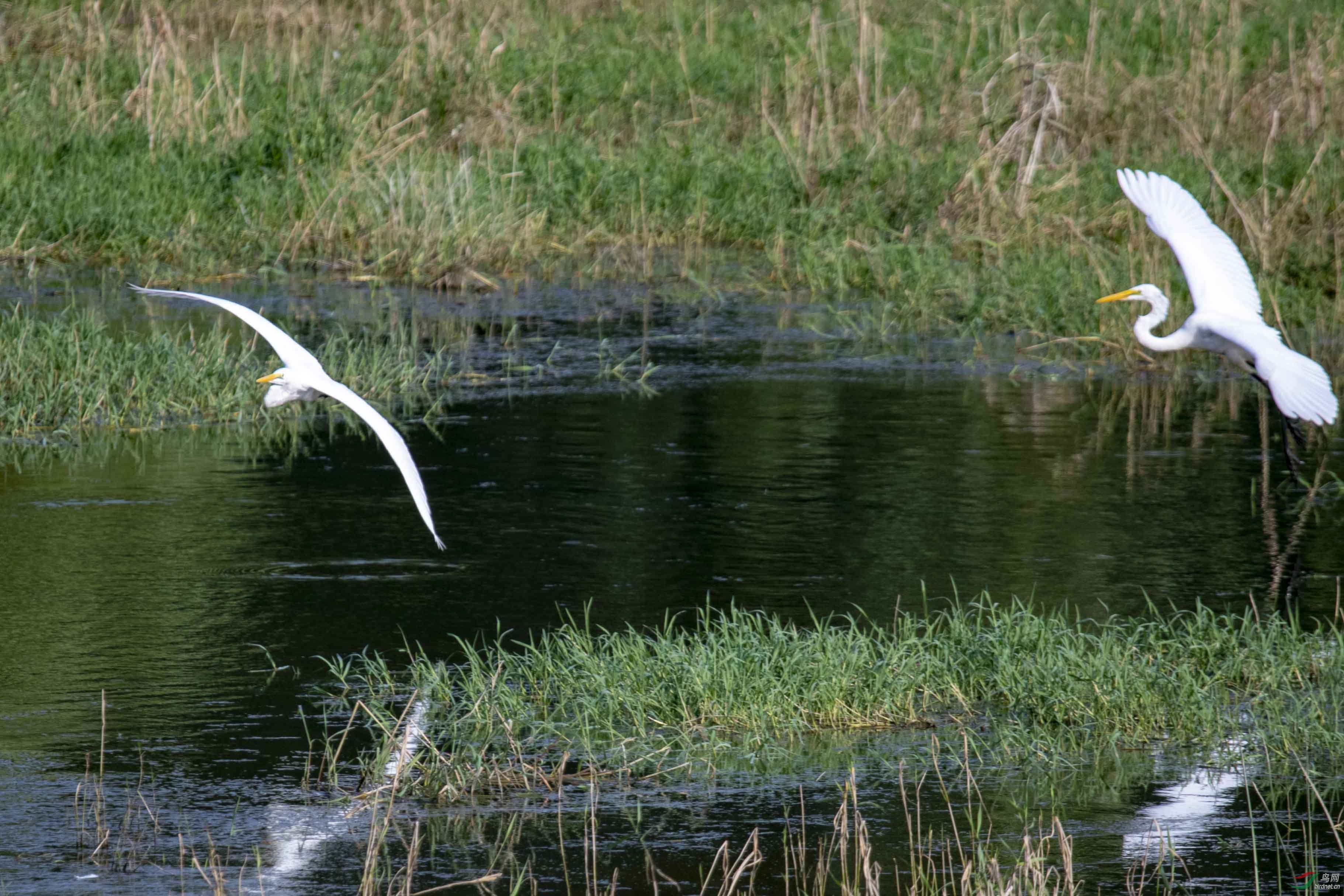 D50_1090.jpg