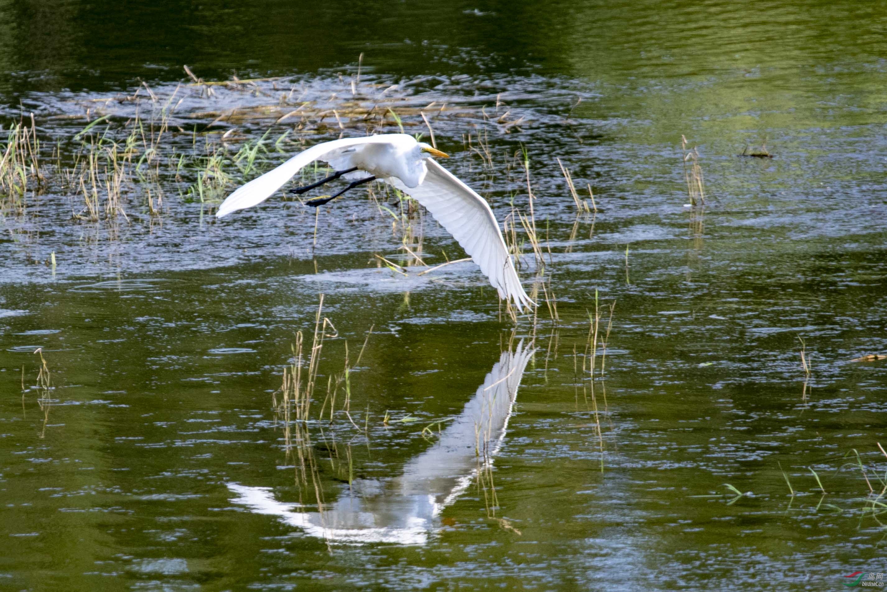 D50_1086.jpg