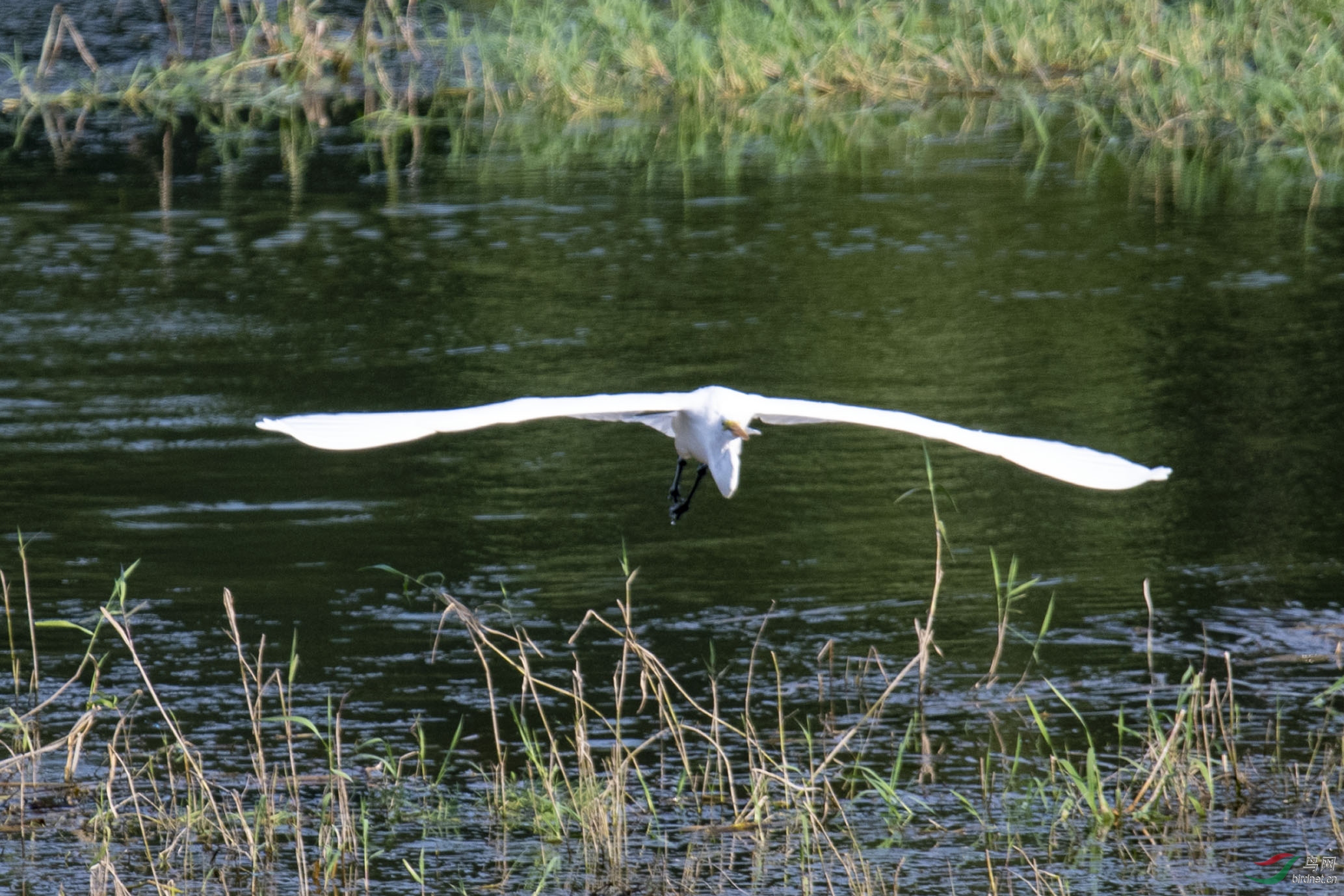 D50_1084.jpg