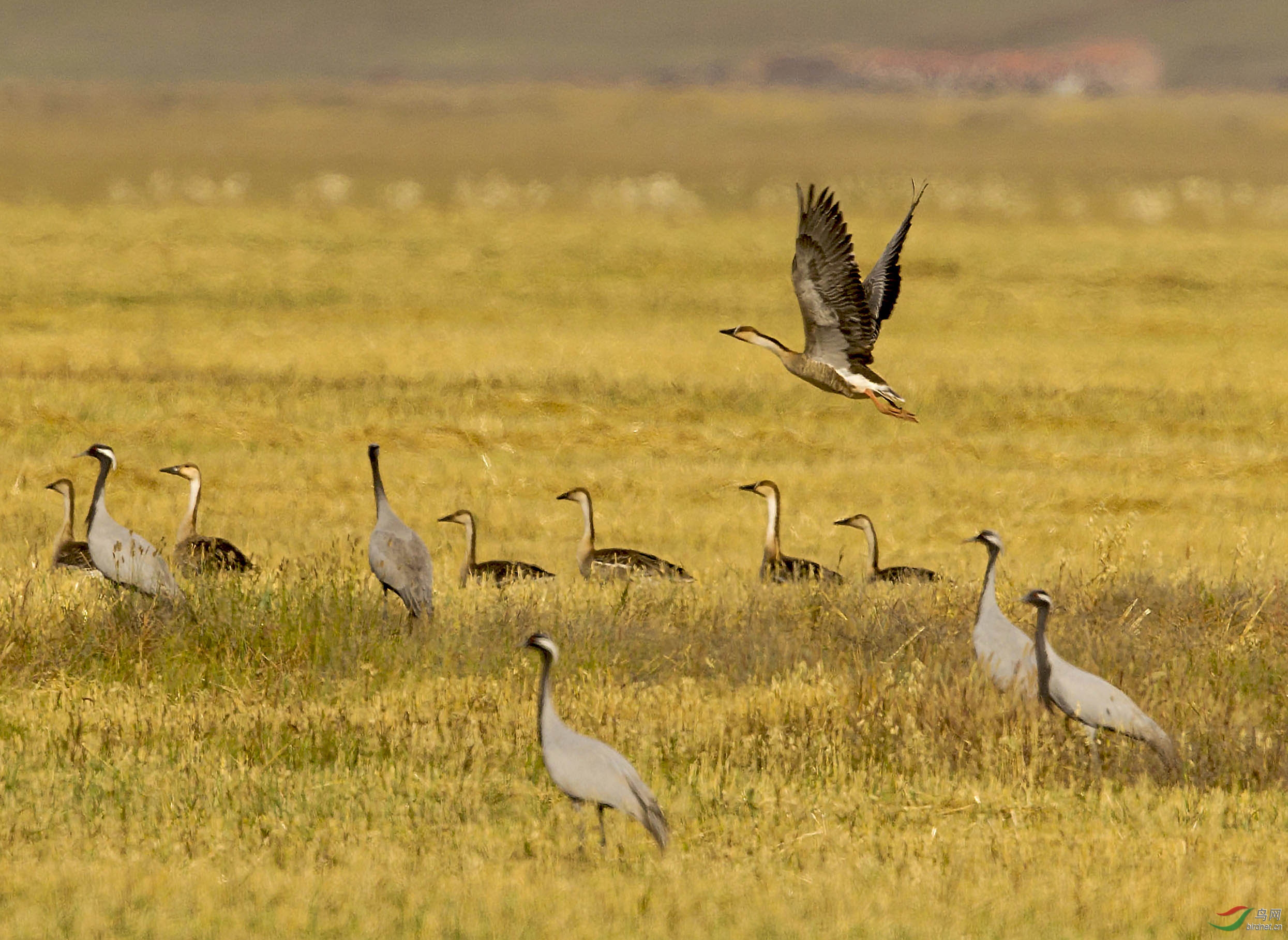 草原湿地迁徙的鸟儿