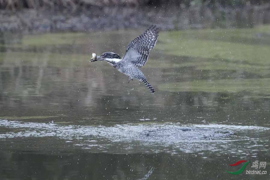 20180224-DSC00983-29 - ����.JPG