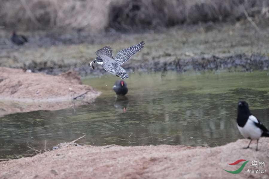 20180224-DSC01007-53 - ����.JPG