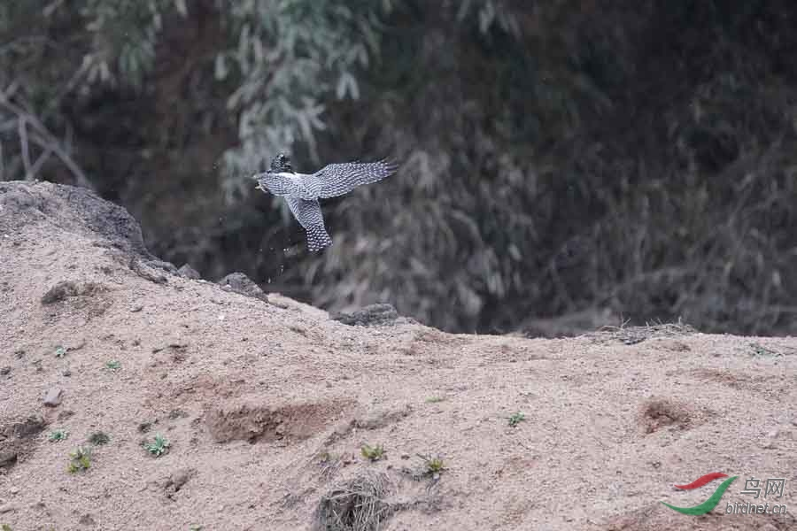 20180224-DSC01033-79 - ����.JPG