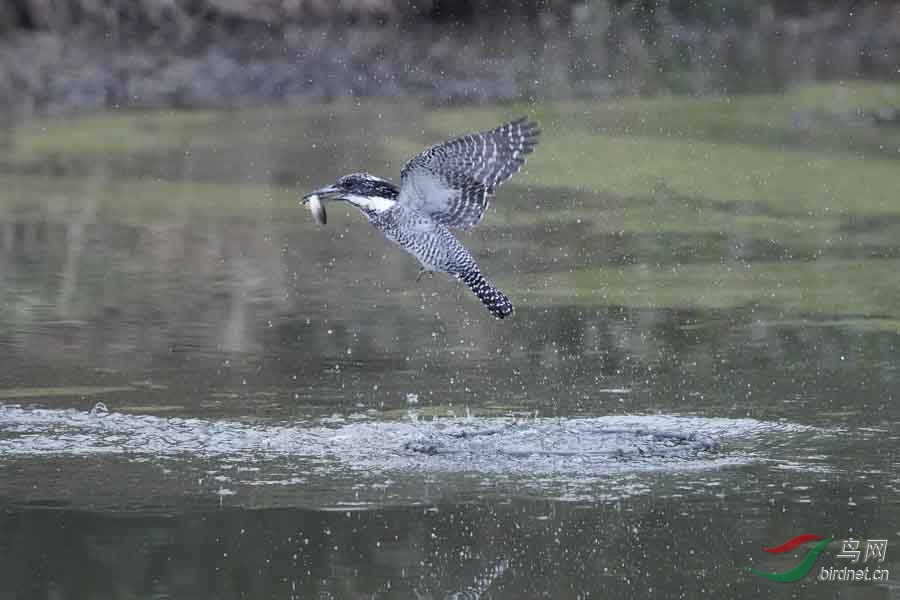 20180224-DSC00981-27 - ����.JPG