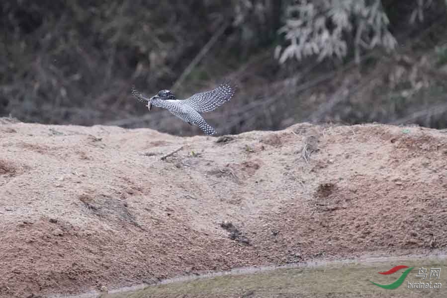 20180224-DSC01022-68 - ����.JPG