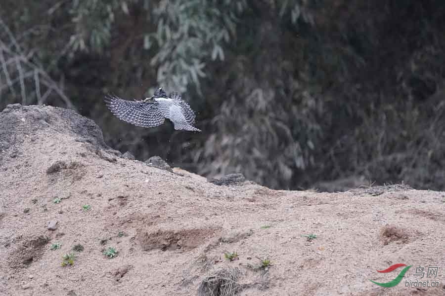 20180224-DSC01034-80 - ����.JPG