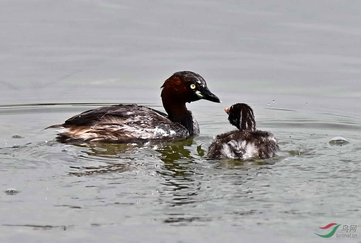 ĸ������1