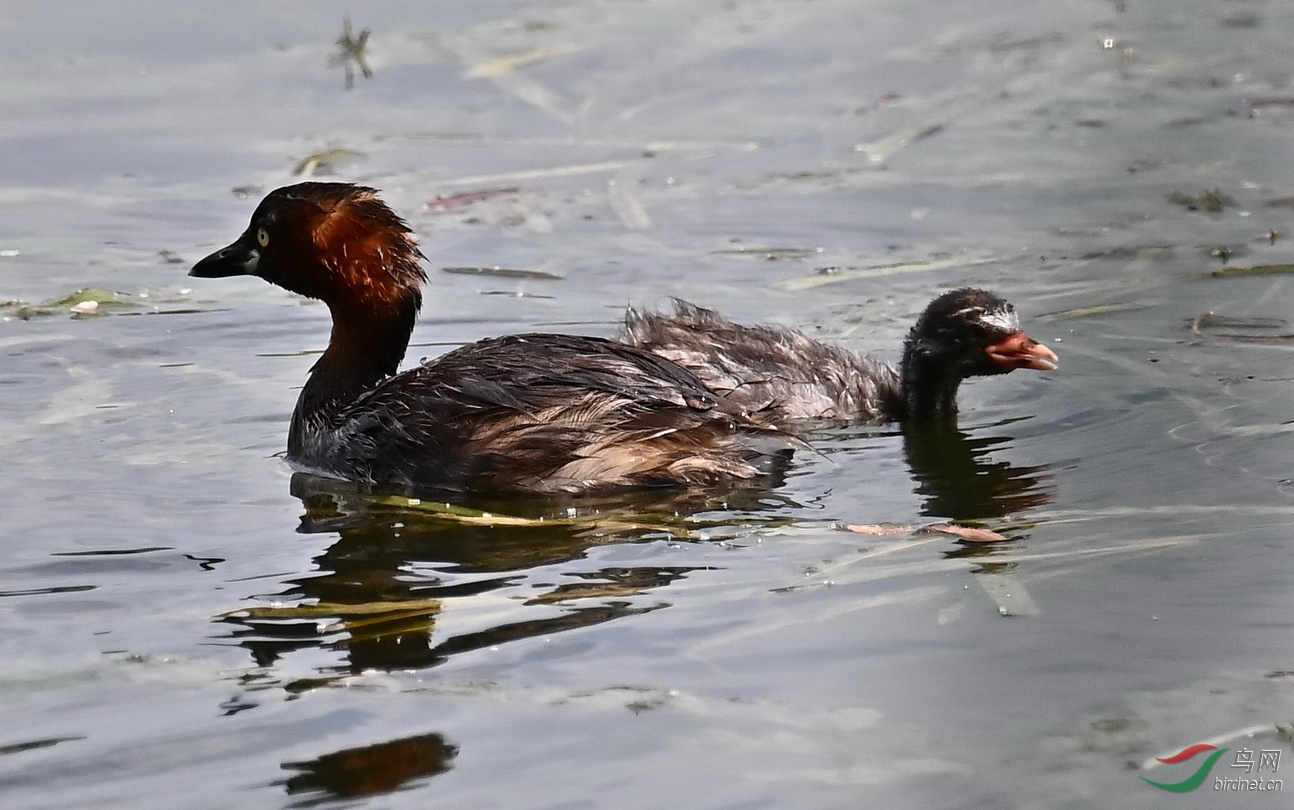 ĸ������3