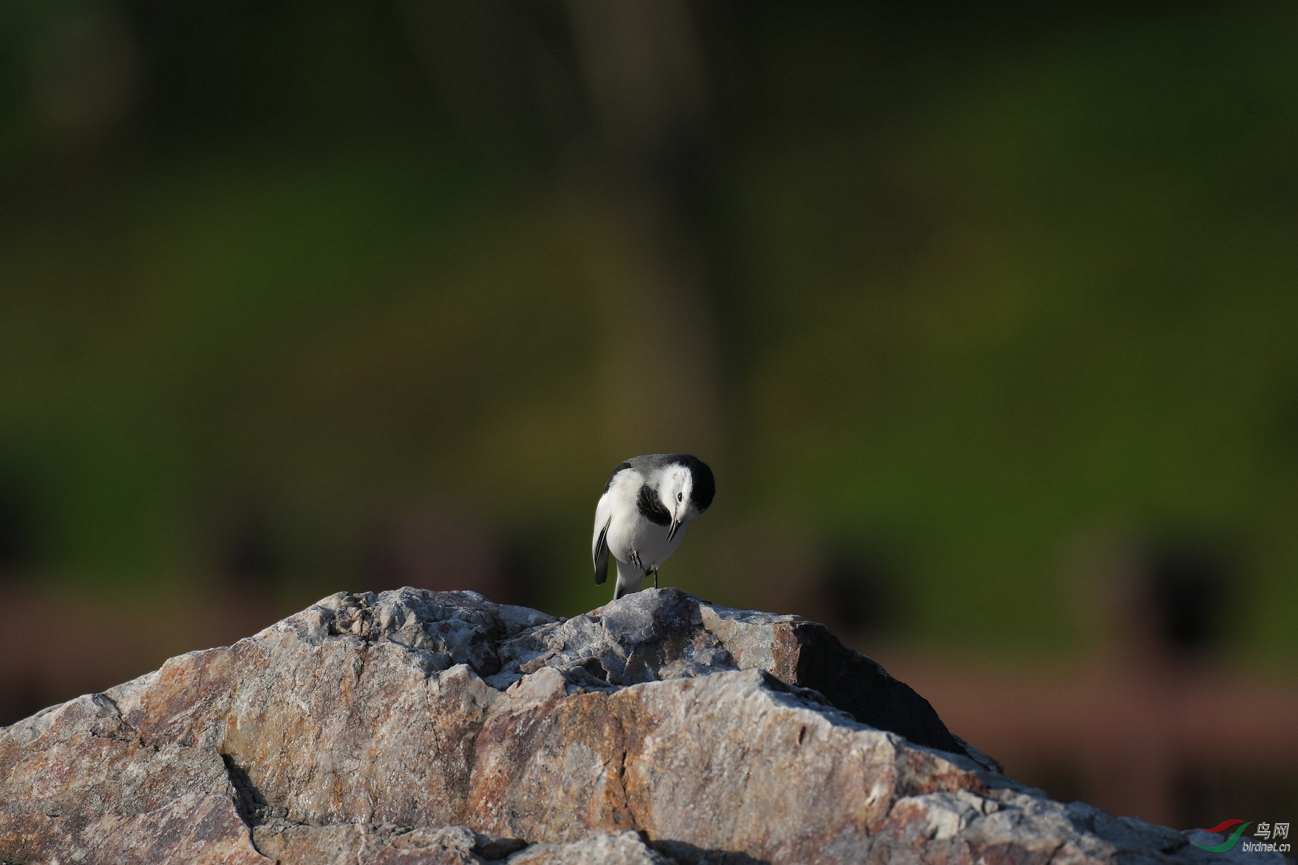 ������ԭͼ��δ����