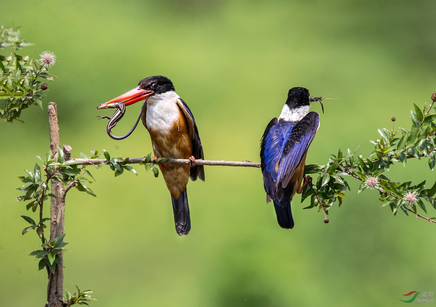 BW4Q8940 - ���� - ����.jpg