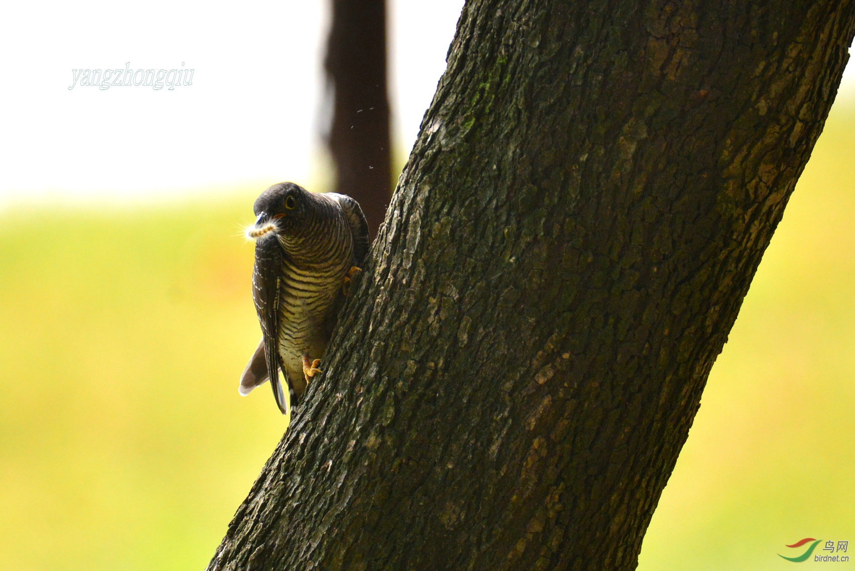 DSC_0523_副本.jpg