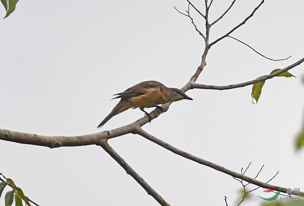 19��8��ӡ�����ͱ��ǿ�001 (2161).JPG