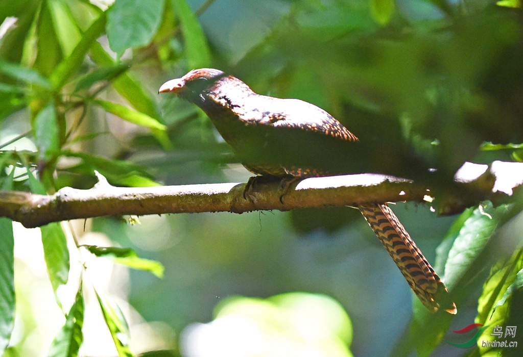 19��8��ӡ�����Ͱ���ɽ001 (2187).JPG