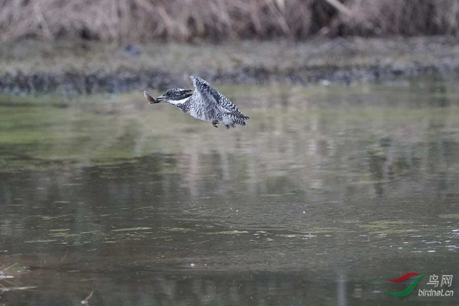 20180224-DSC00995-41 - ����.JPG