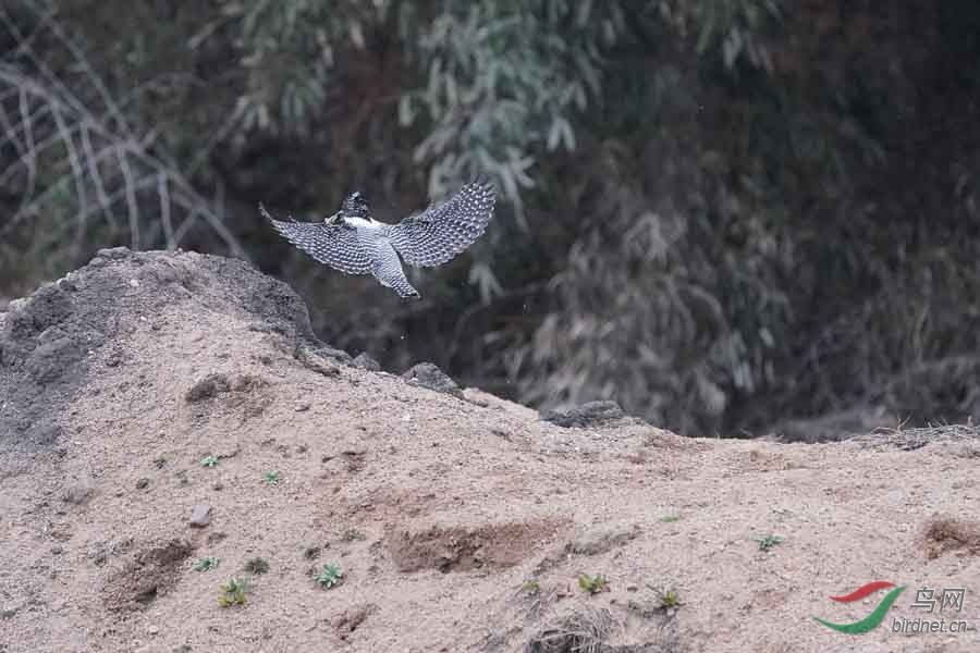 20180224-DSC01036-82 - ����.JPG