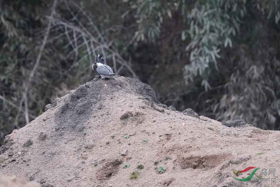 20180224-DSC01053-99 - ����.JPG