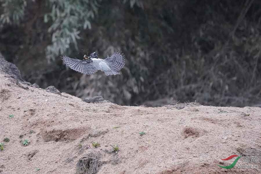 20180224-DSC01031-77 - ����.JPG