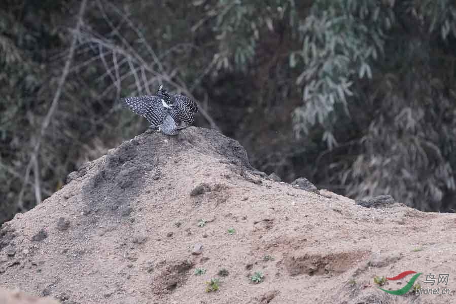 20180224-DSC01046-92 - ����.JPG