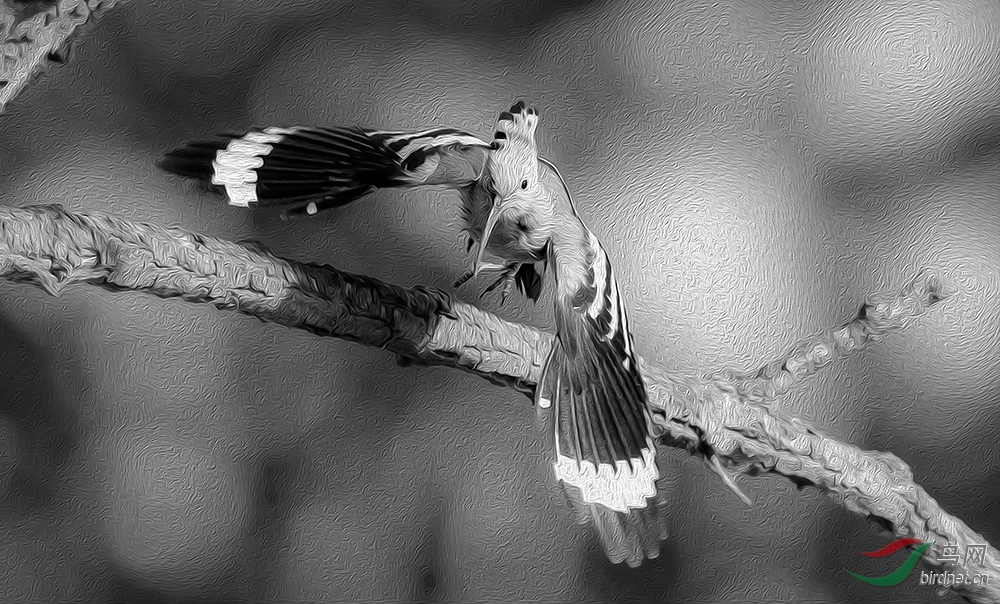 _DSC0163==2xiao.jpg
