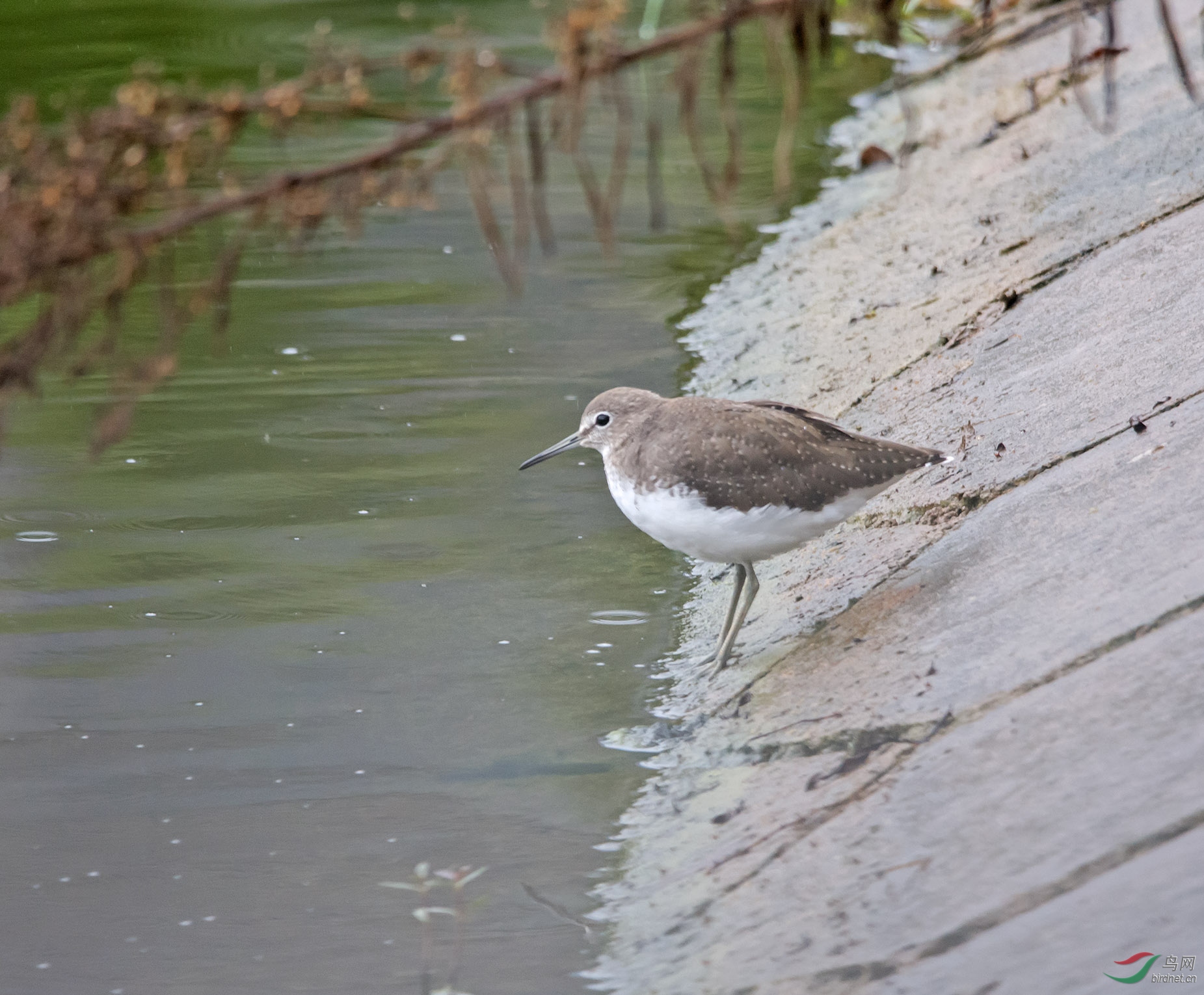 DSC_9155-1.jpg