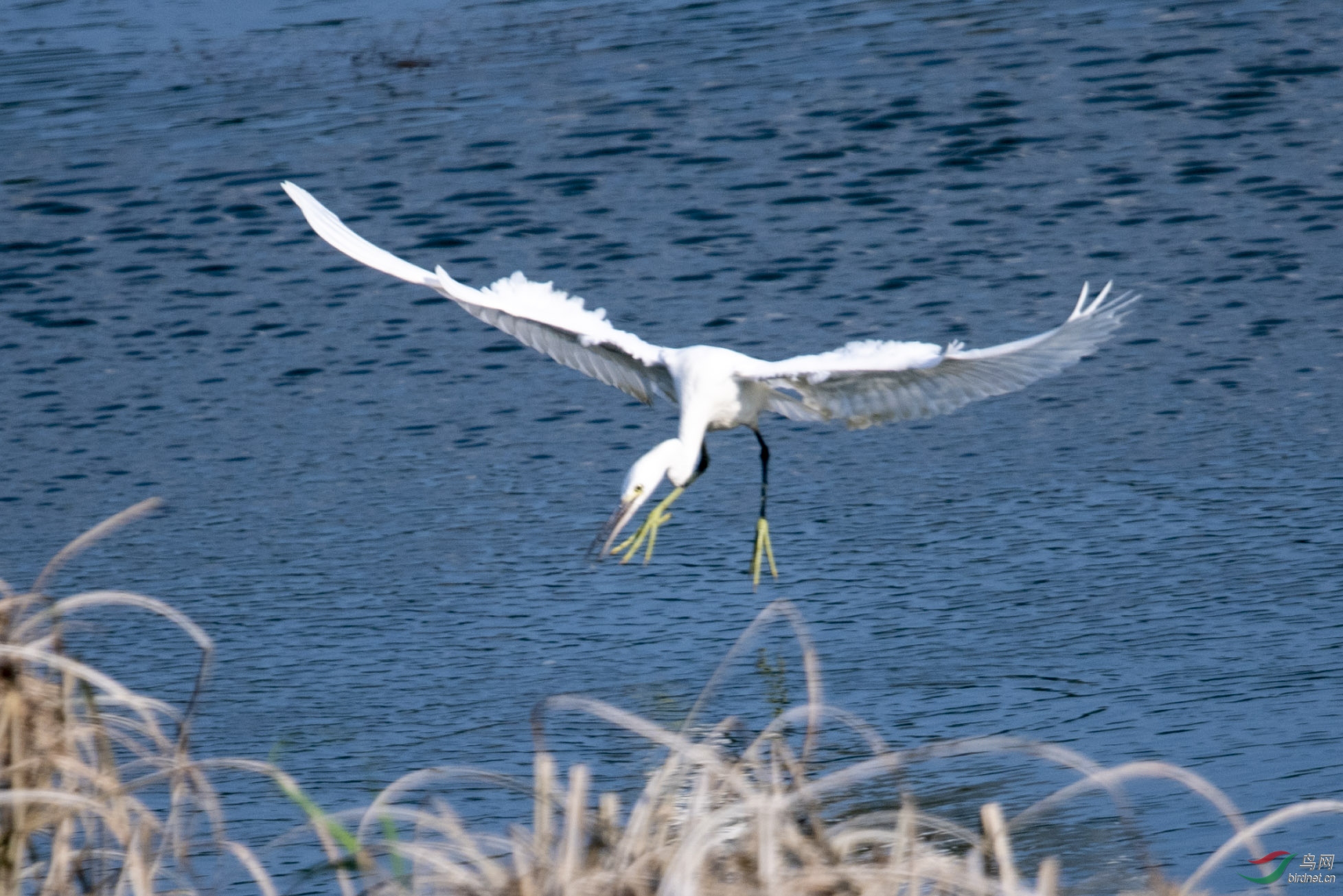 D50_1112.jpg