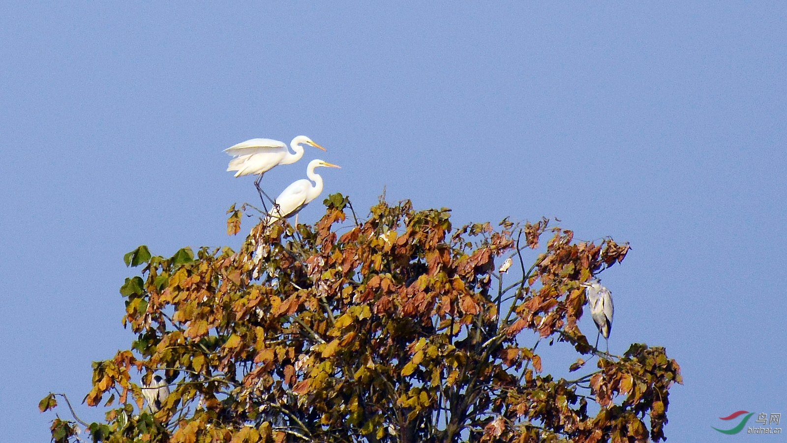 DSC_4629.JPG