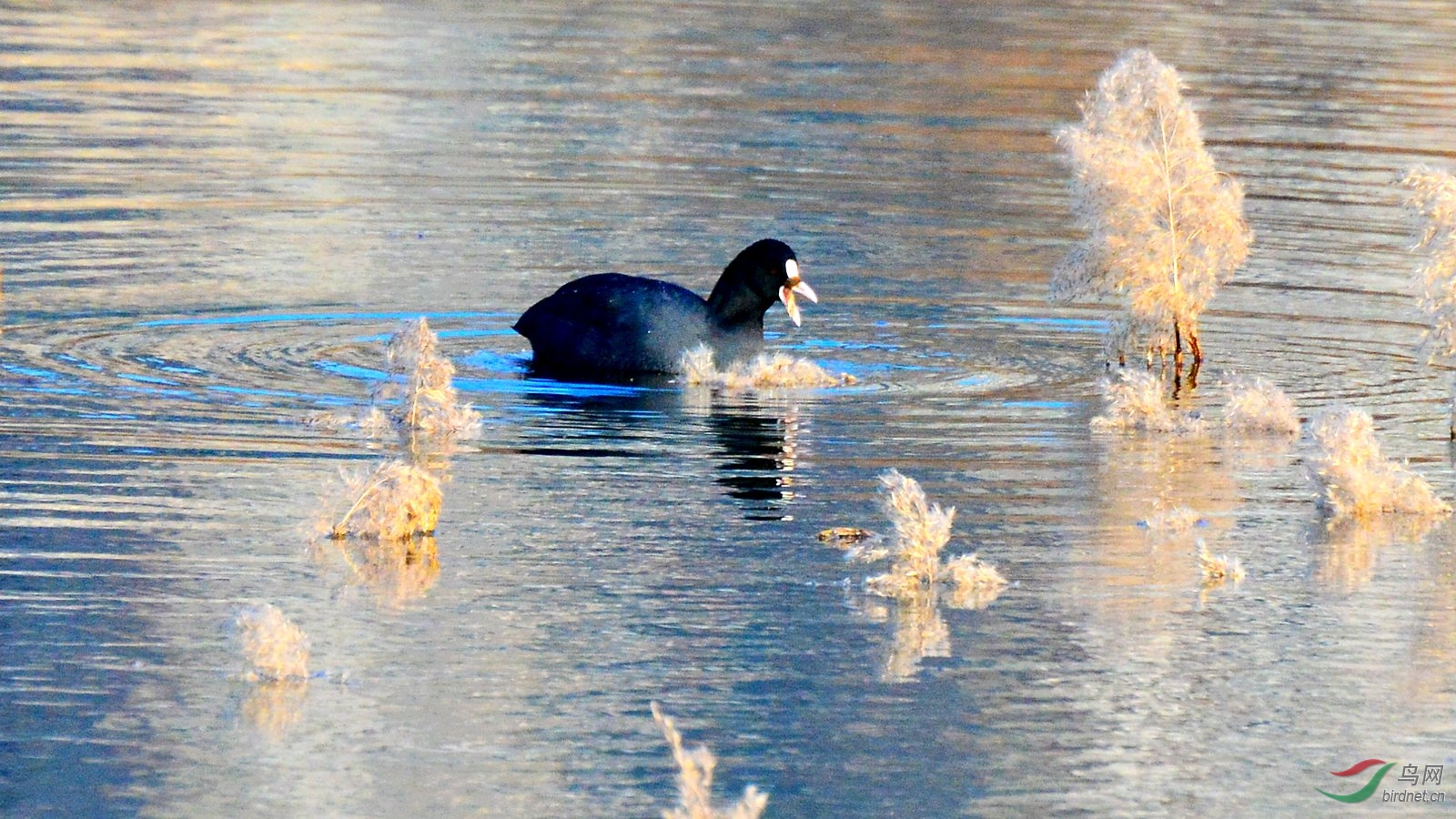DSC_6701.JPG