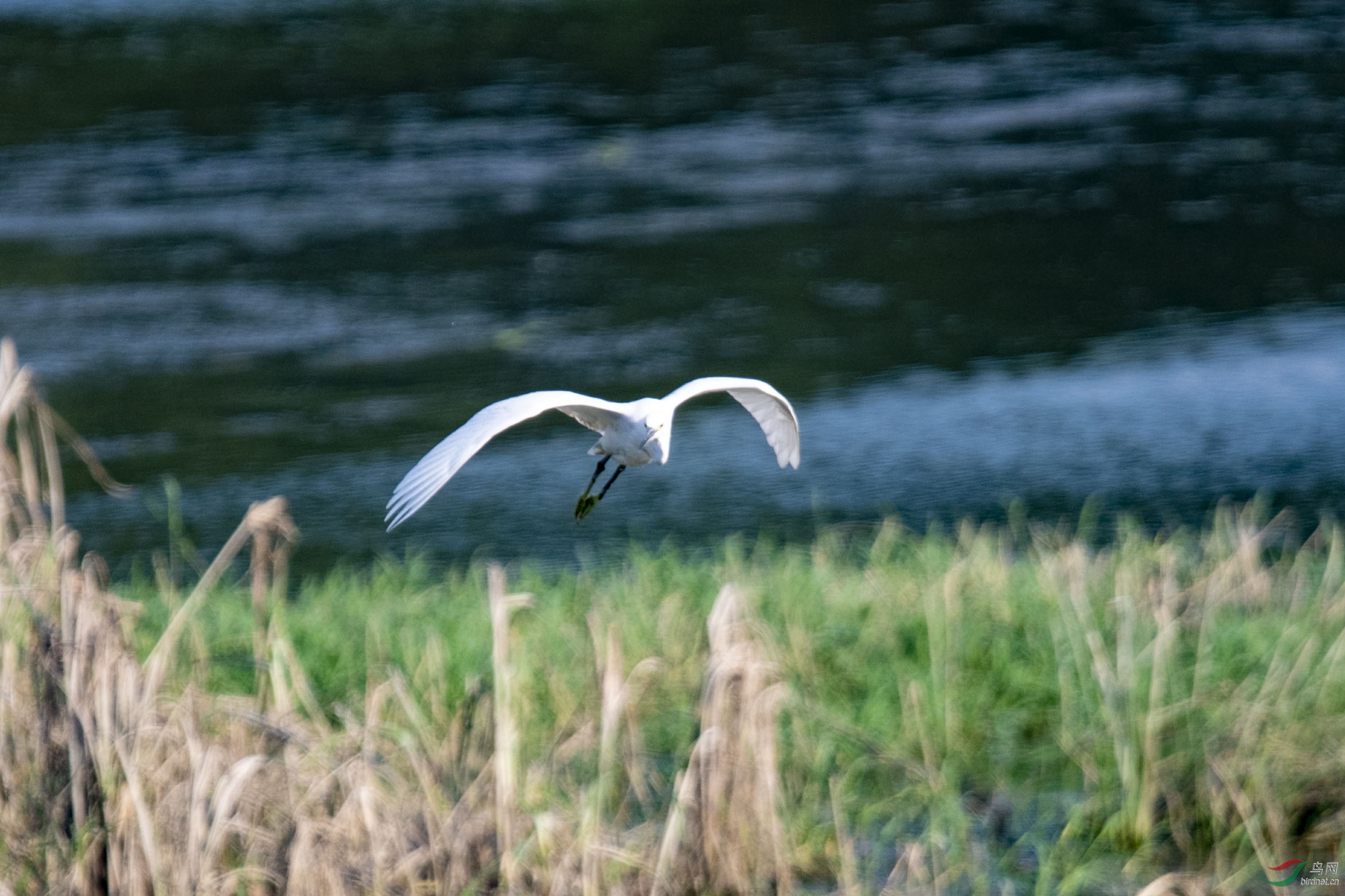 D50_1110.jpg