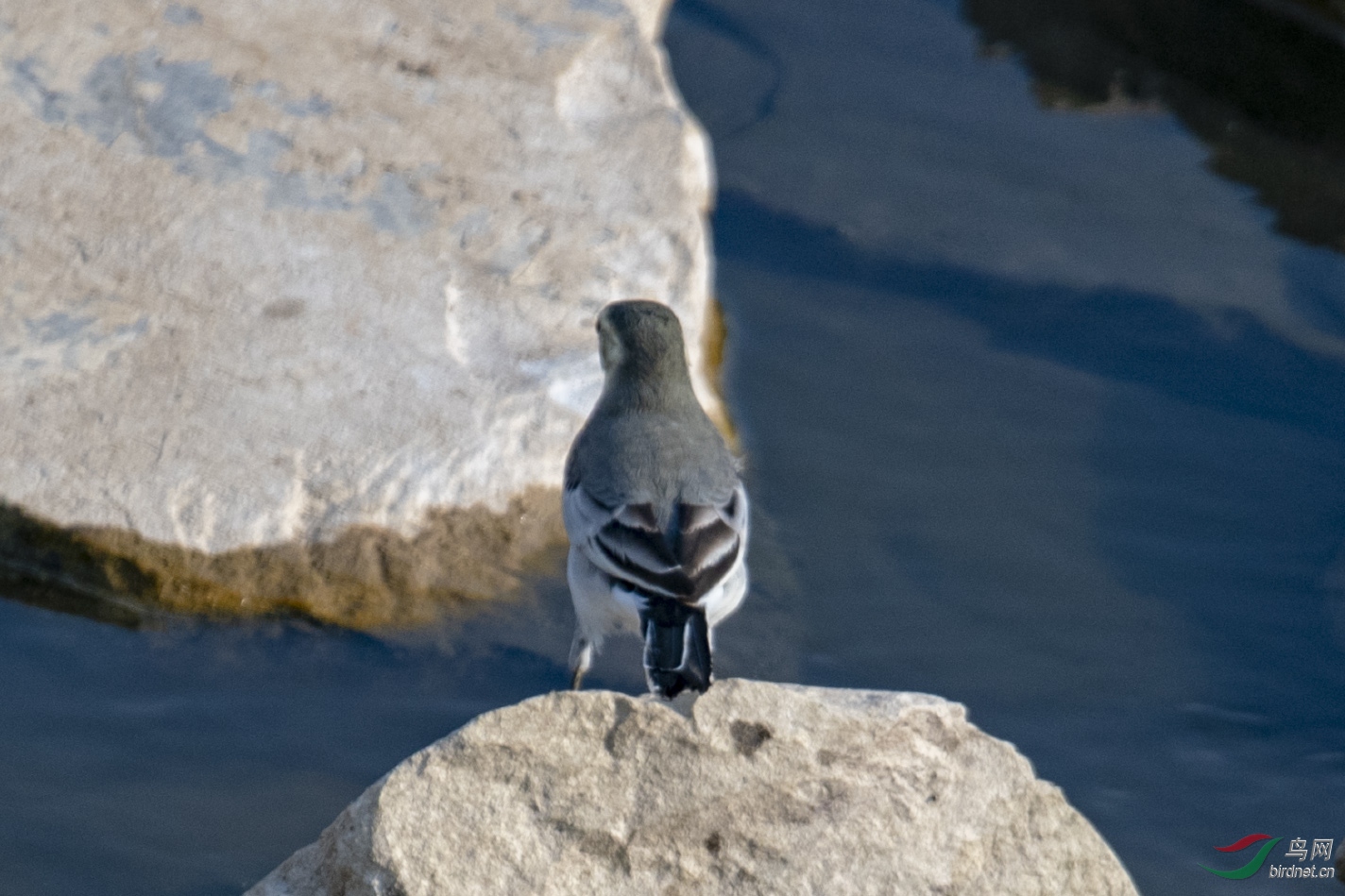 D50_1106.jpg