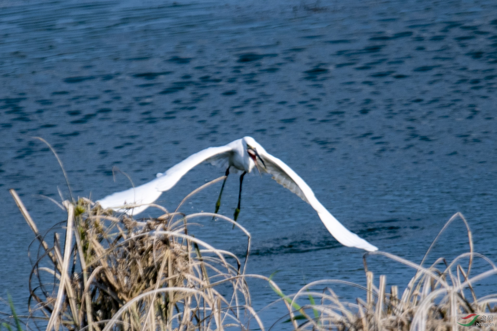 D50_1114.jpg