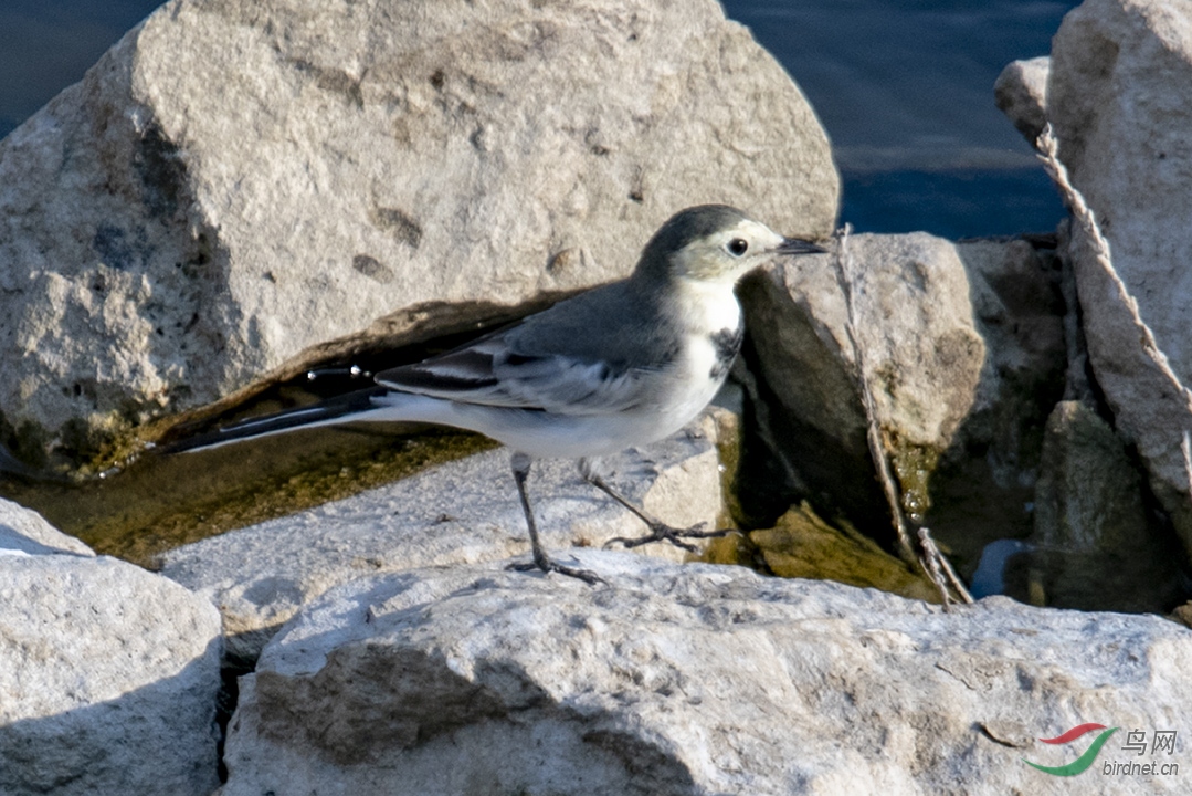 D50_1105.jpg
