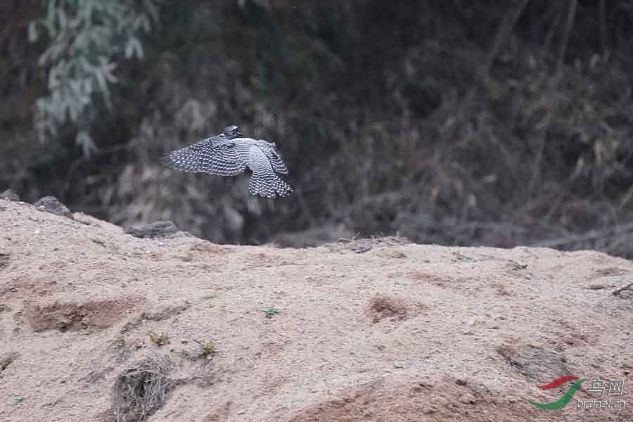 20180224-DSC01029-75 - ����.JPG