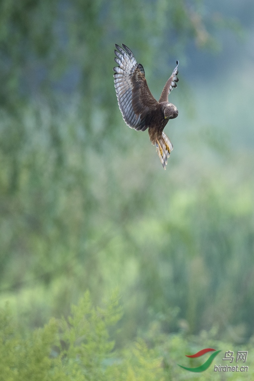 DSC_9192-5.jpg