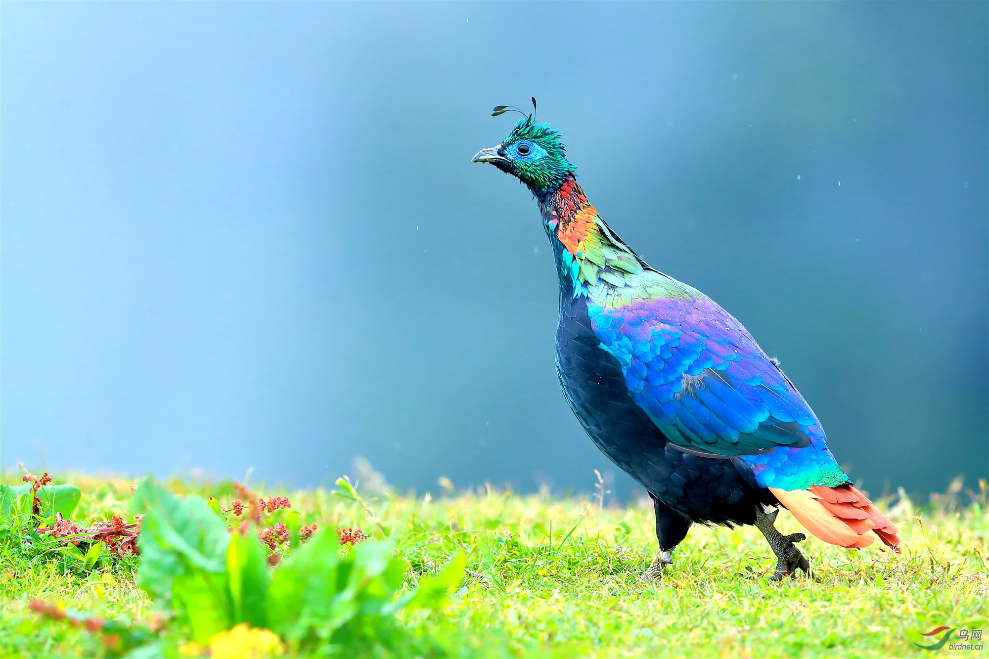 雄棕尾虹雉-祝贺第十张荣获首页精华!