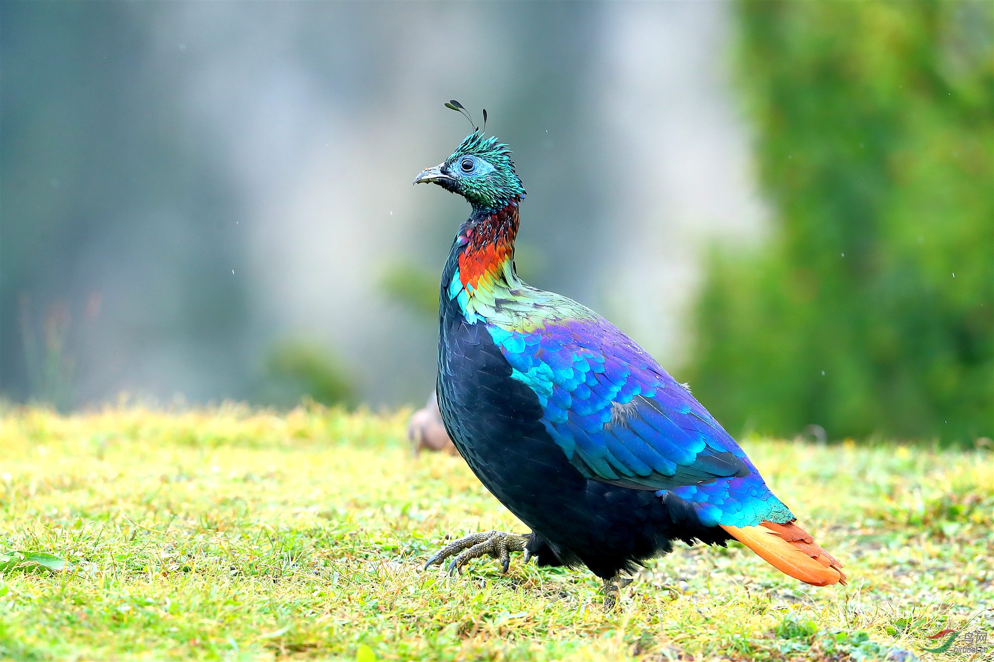 雄棕尾虹雉-祝贺第十张荣获首页精华!