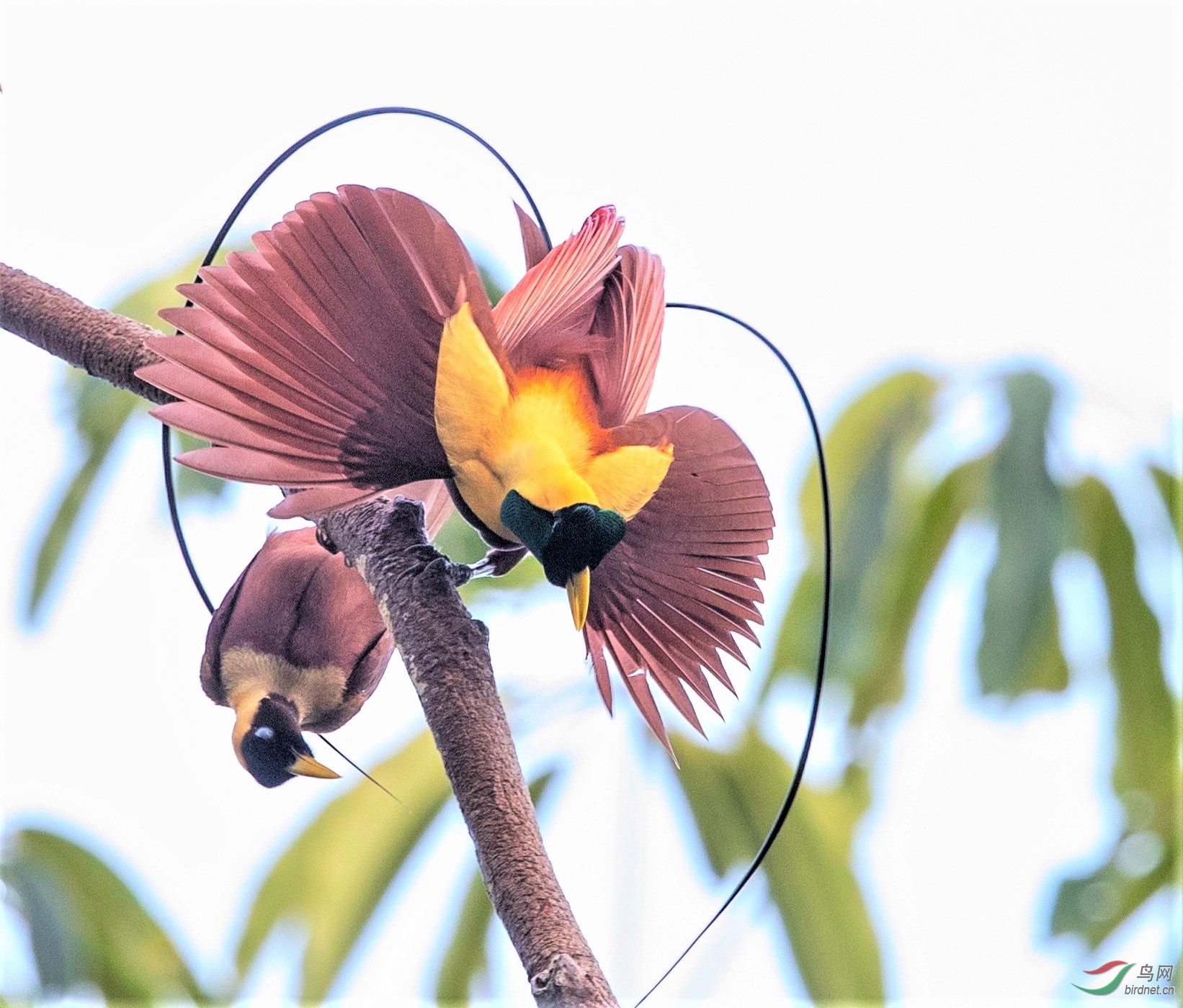 红天堂鸟贺荣获首页精华