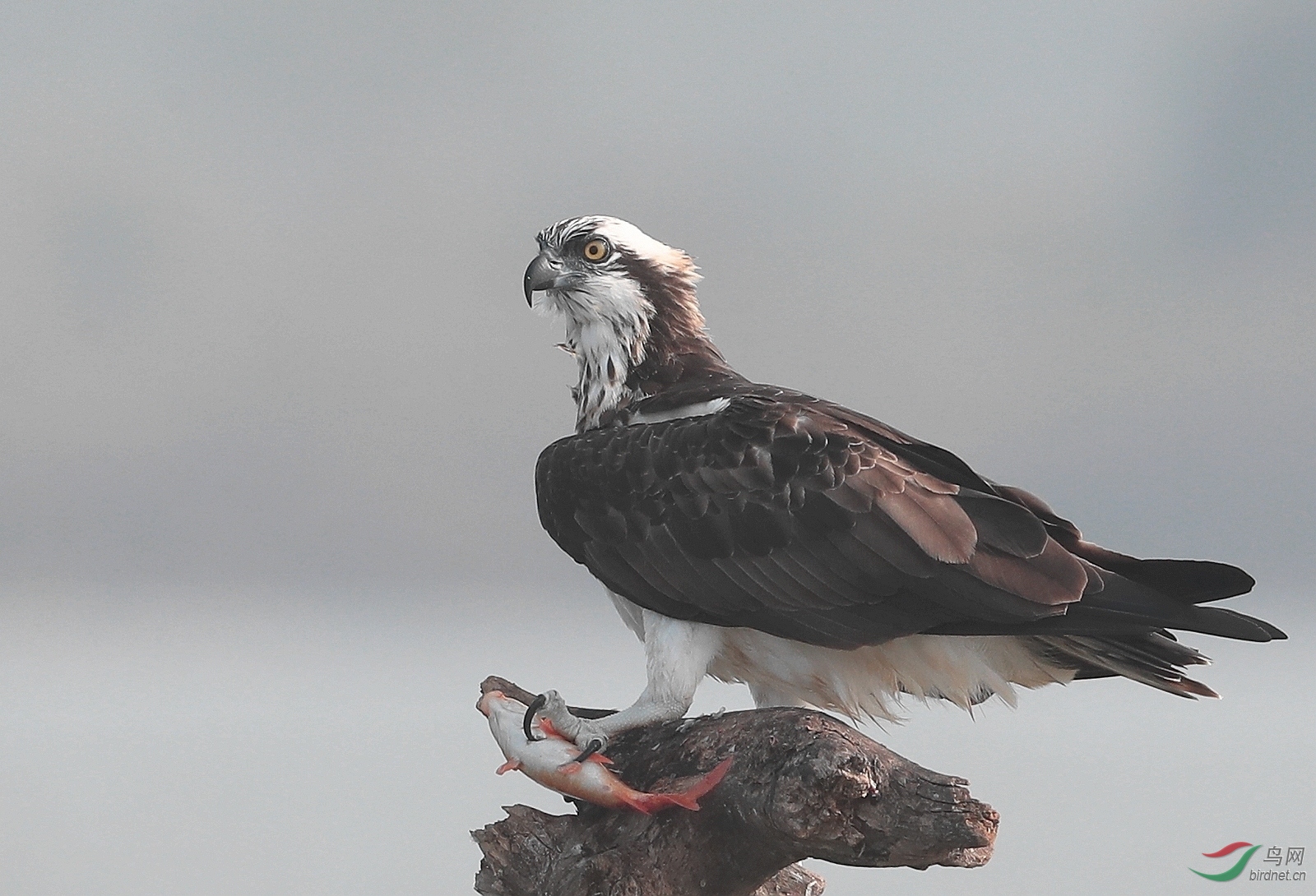 AI0I0164 - ����.JPG