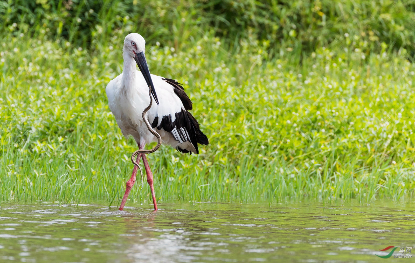 老鹳捕蛇(荣获首页精华)
