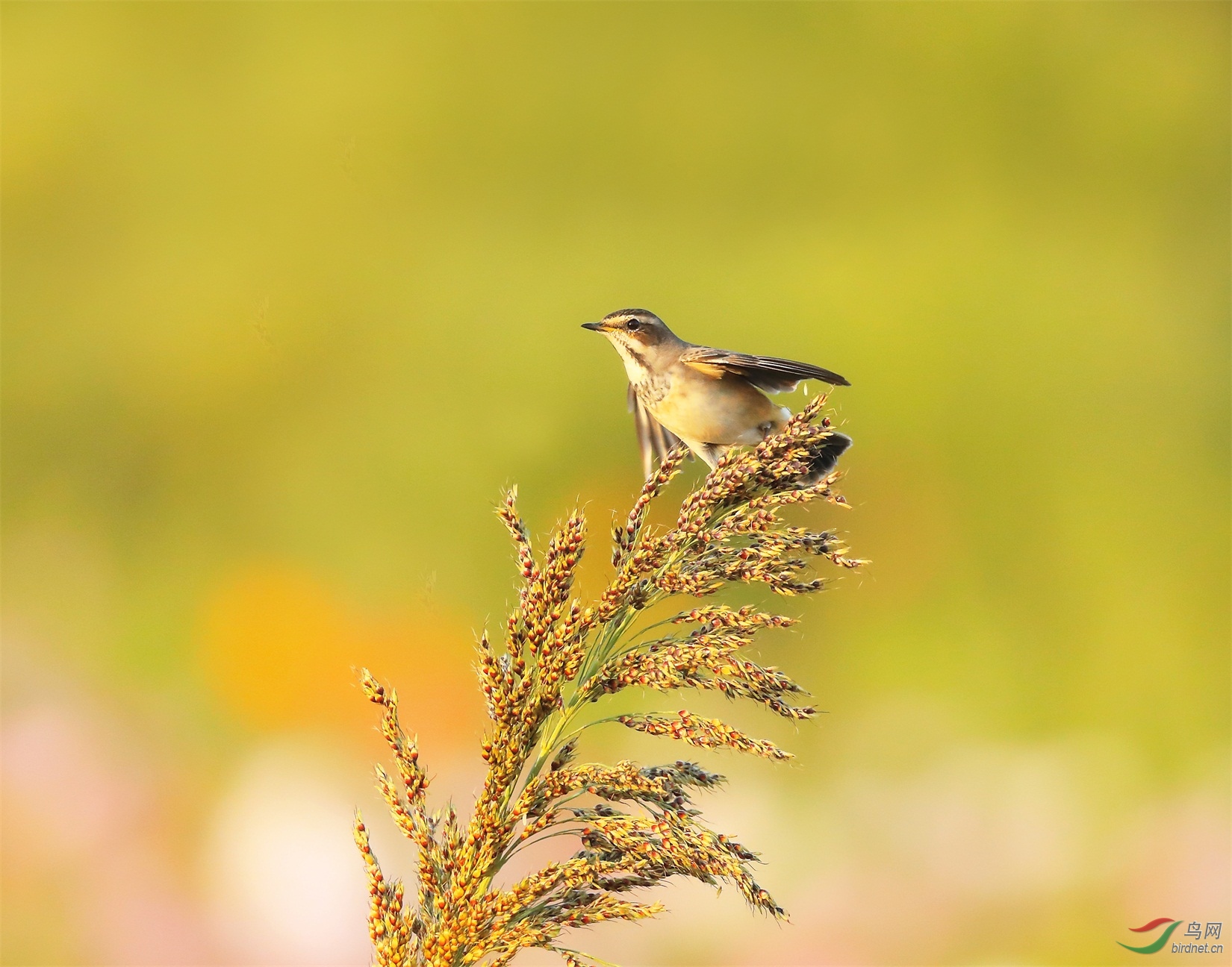 2 - ����.JPG