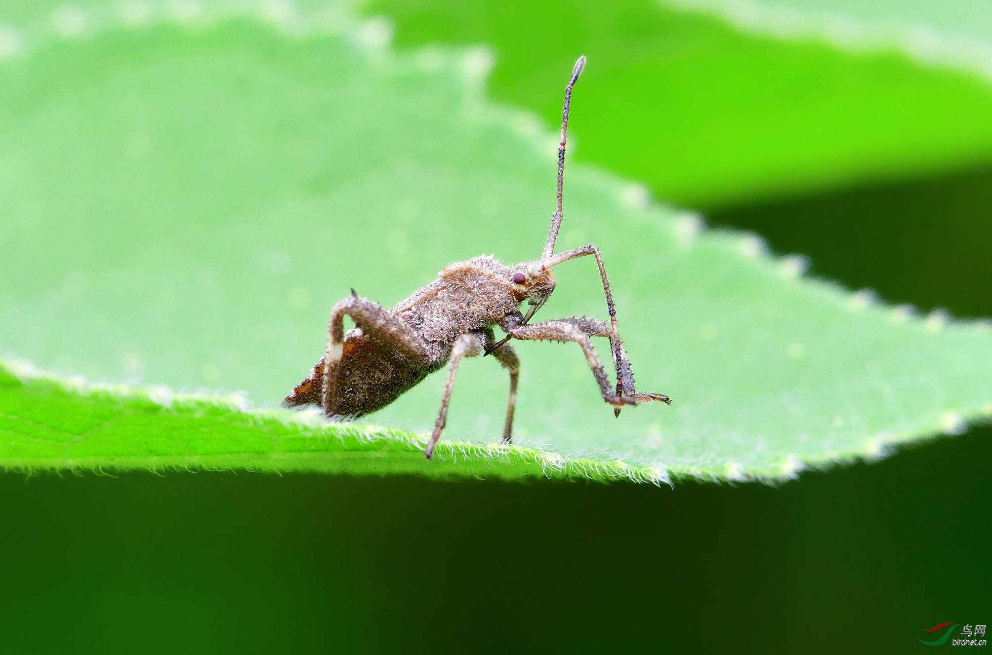蝽使用前足进行触角清理