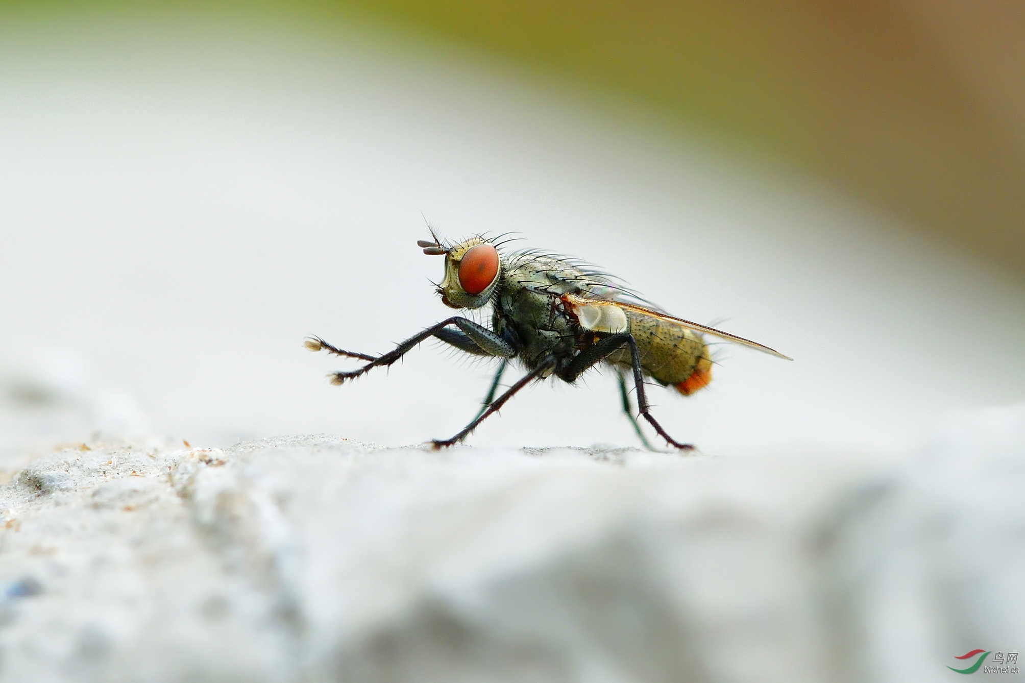 DSC_9487_��ò��Ȼ sc.jpg