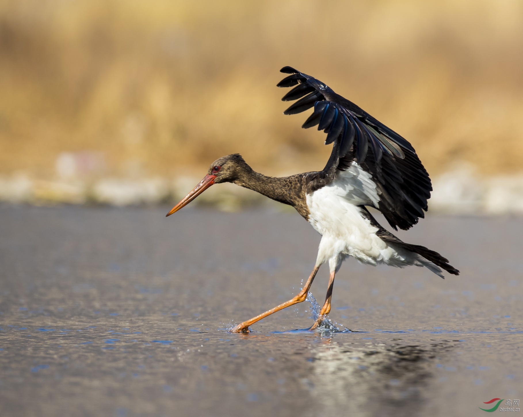 _F4I4355-1_�������� ������ ������ ��.JPG