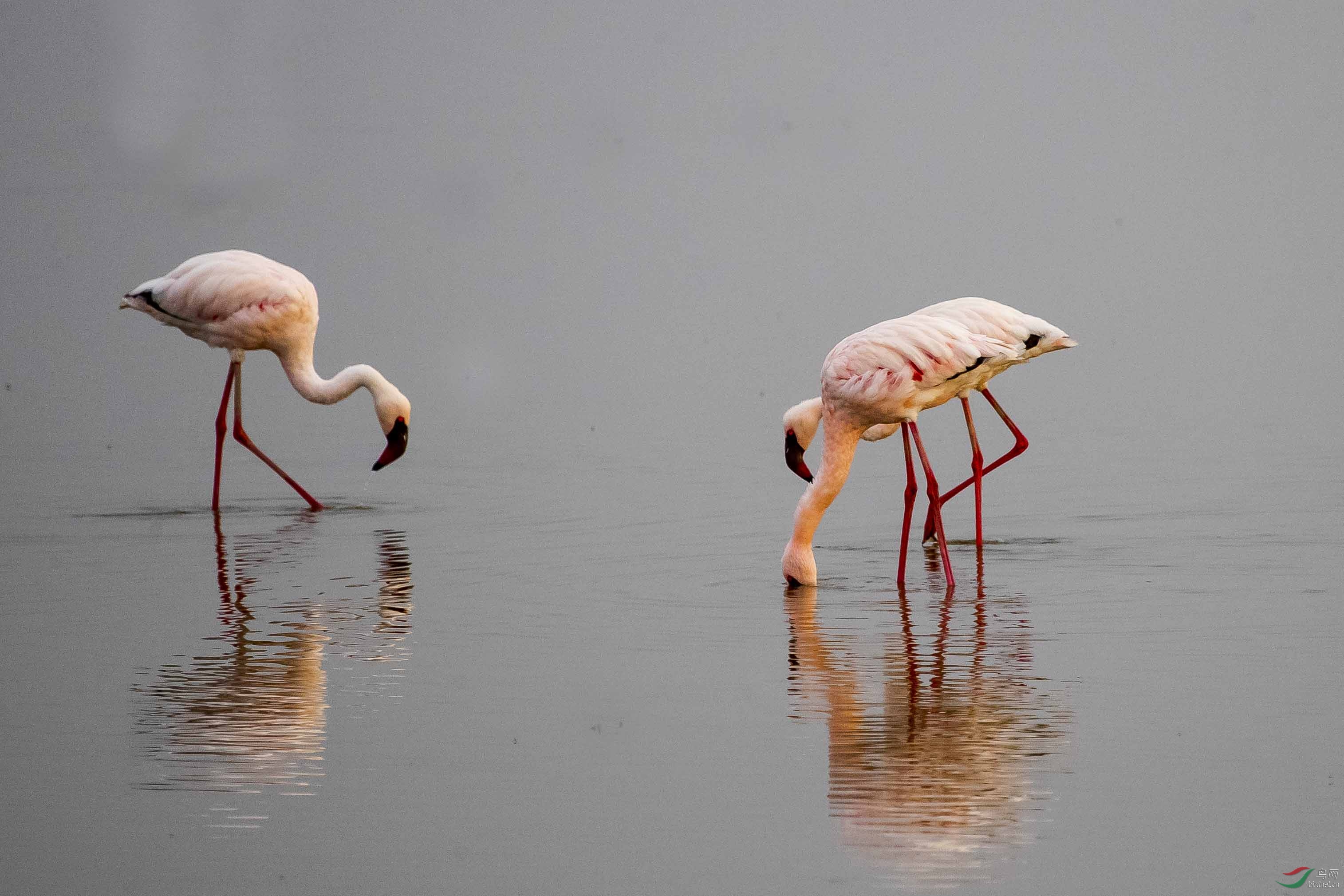 觅食小红鹳火烈鸟