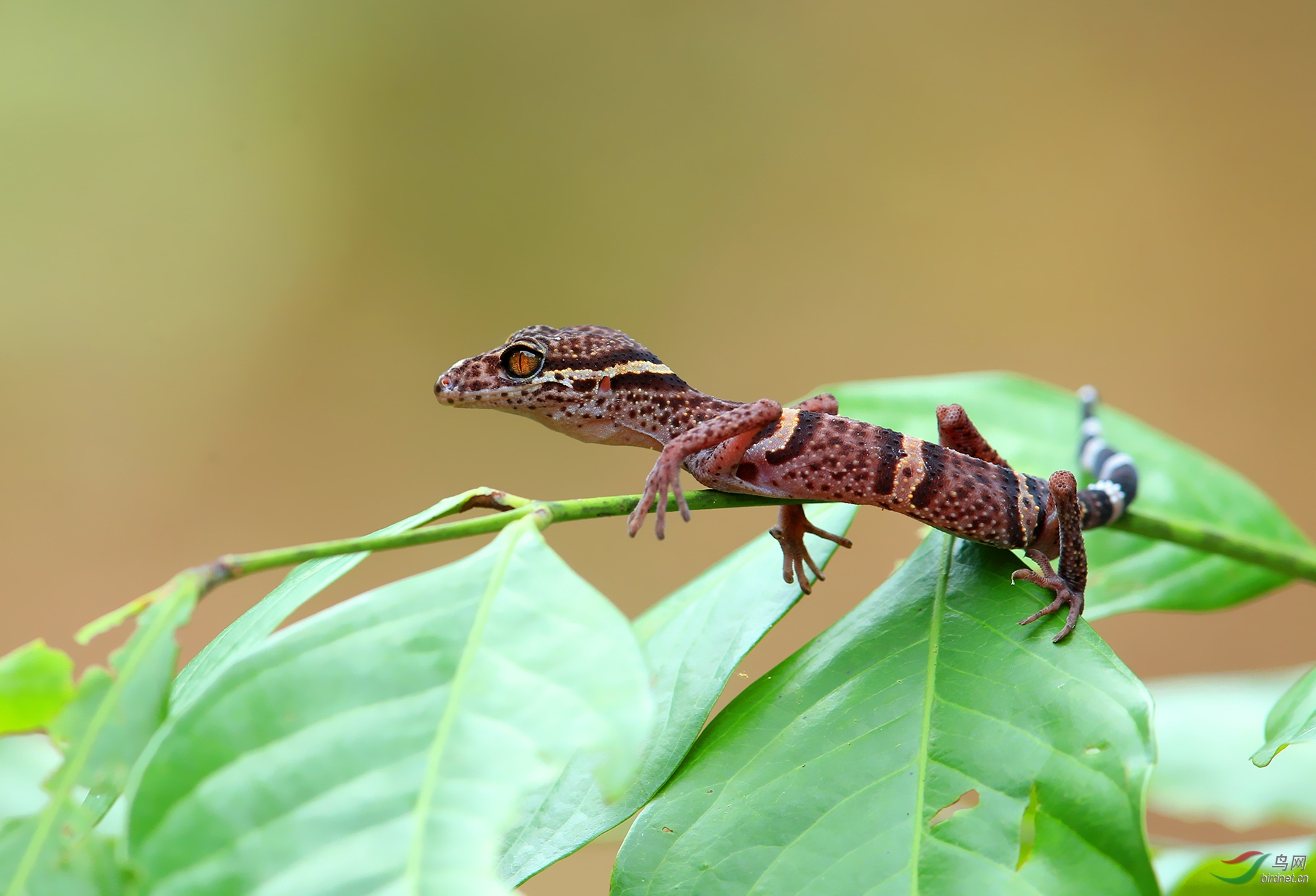 凭祥睑虎 (贺获动物精华)