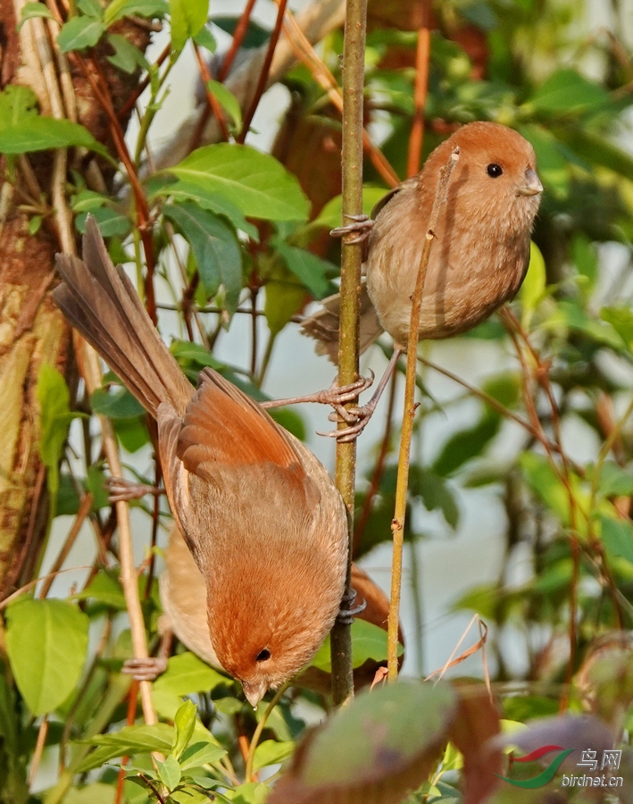 棕头鸦雀-12.jpg