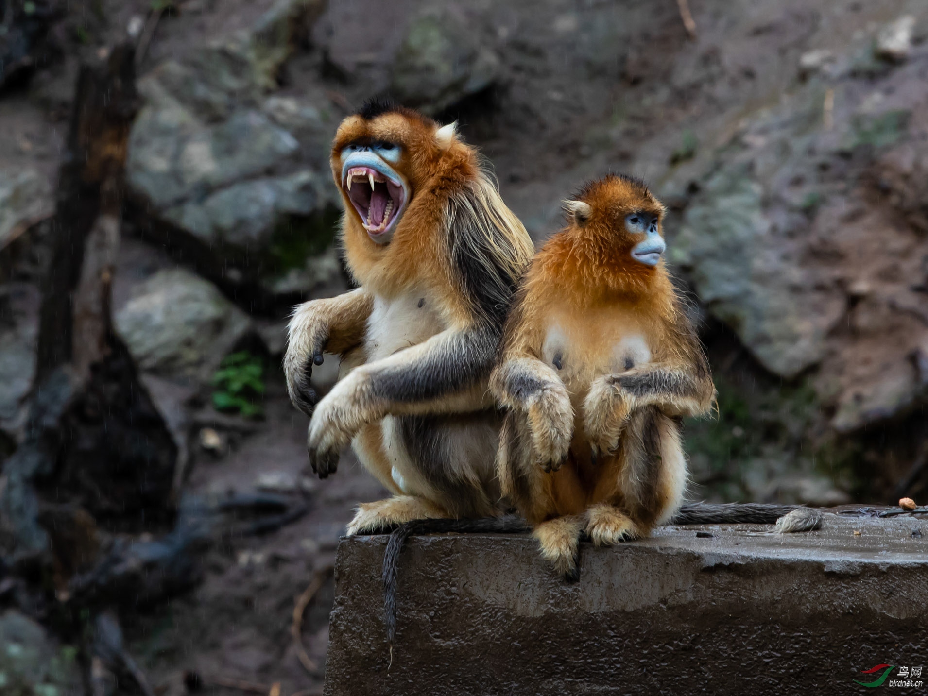 [哺乳] 歇斯底里-----川金丝猴