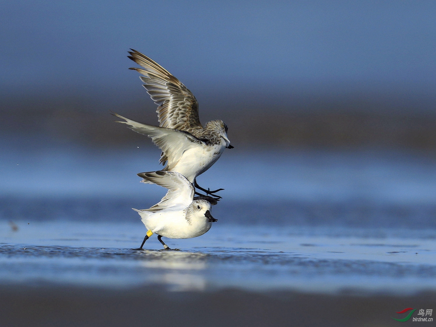 嘴上带勺子的鸟勺嘴鹬